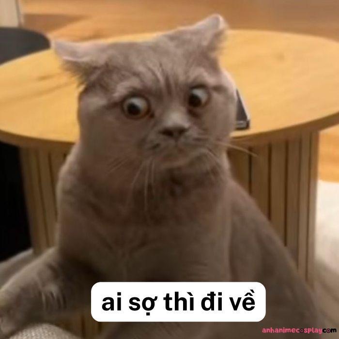 hình ảnh meme ai sợ thì đi về bựa hài